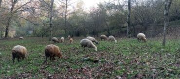 Dişi, Romanov, Qala, il: 1, 1 kq, Damazlıq, Südlük, Rayonlara çatdırılma, Ünvandan götürmə, Pulsuz çatdırılma lalafo.az -da Dişi, Romanov, Qala, il: 1, 1 kq, Damazlıq, Südlük, Rayonlara çatdırılma, Ünvandan götürmə, Pulsuz çatdırılma