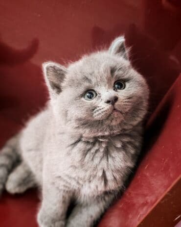 Britan lalafo.az -da Britan