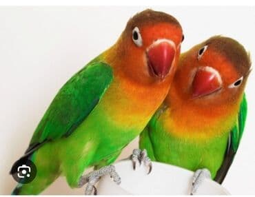 Erkək maya satilir giymət birinə aiddi lalafo.az -da Erkək maya satilir giymət birinə aiddi