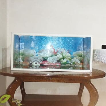 Akvaryum satılır - Ölçü:uzunluğu 80 sm,eni 35sm, hündürlüyü 35 sm - lalafo.az -da Akvaryum satılır - Ölçü:uzunluğu 80 sm,eni 35sm, hündürlüyü 35 sm -