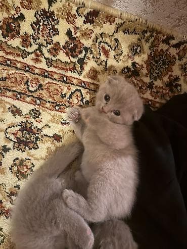 Britan lalafo.az -da Britan