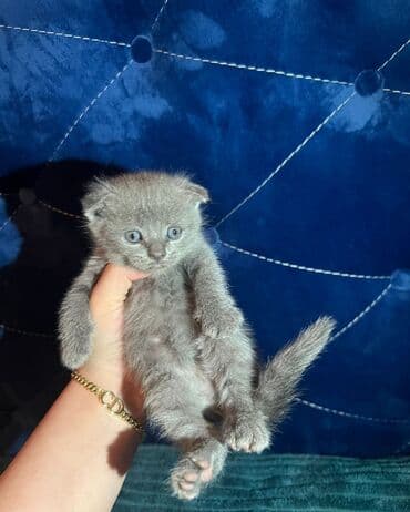 Sabirabada şotlan pşiy satlır 150azın dişdi lalafo.az -da Sabirabada şotlan pşiy satlır 150azın dişdi