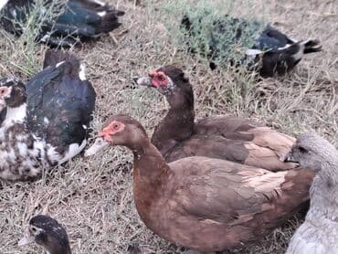 Salam. LAL ÖRDƏKLƏR 20 AZNDƏN ÜZÜ YUXARI .TOPDAN SATIŞDA ENDİRİM lalafo.az -da Salam. LAL ÖRDƏKLƏR 20 AZNDƏN ÜZÜ YUXARI .TOPDAN SATIŞDA ENDİRİM