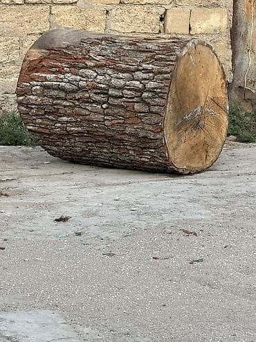 🌳 ƏSL PALID KÖTÜKLƏRİ SATILIR! 🌳 Belə kötüklər hər yerdə tapılmır! lalafo.az -da 🌳 ƏSL PALID KÖTÜKLƏRİ SATILIR! 🌳 Belə kötüklər hər yerdə tapılmır!