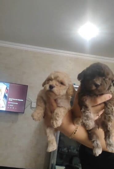 Pudel, 1 ay, Dişi lalafo.az -da Pudel, 1 ay, Dişi