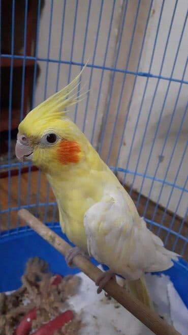 Karella tek qefesde olan qefesle bir yerde 70 azn. cut qefesle bir lalafo.az -da Karella tek qefesde olan qefesle bir yerde 70 azn. cut qefesle bir