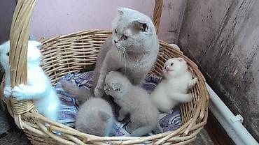 Şotland lalafo.az -da Şotland