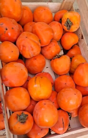 Соления: Məhsul: Öz bağımızdan Xurma . Ağdaş Xurması. Qiyməti - 0.70. Çox at lalafo.az — 6 Соления: Məhsul: Öz bağımızdan Xurma . Ağdaş Xurması. Qiyməti - 0.70. Çox — 6