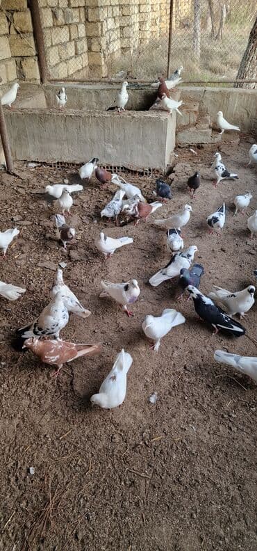 Goyercinler qiymet 15 - 25 manat lalafo.az -da Goyercinler qiymet 15 - 25 manat