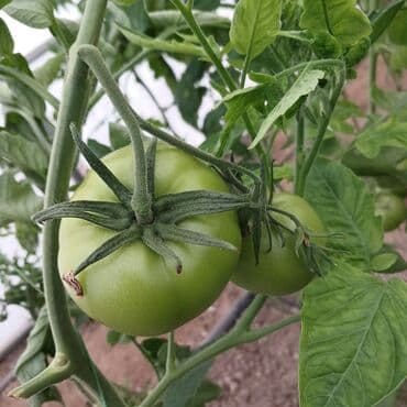 Соления: Məhsul: Yaşıl (tam yetişməmiş) pomidor Təsvir: - Istixana şəraitində at lalafo.az — 2 Соления: Məhsul: Yaşıl (tam yetişməmiş) pomidor Təsvir: - Istixana şəraitində — 2