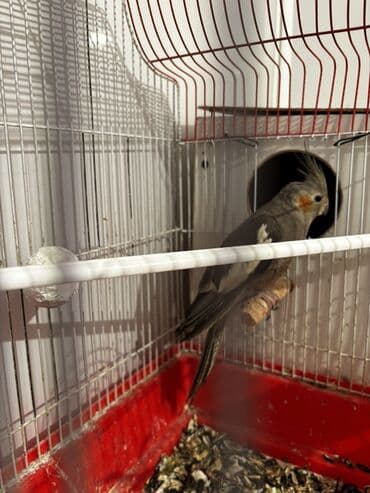 Korella quşları satılır hazır bala verəsi cütdülər yuva hazırlığı lalafo.az -da Korella quşları satılır hazır bala verəsi cütdülər yuva hazırlığı