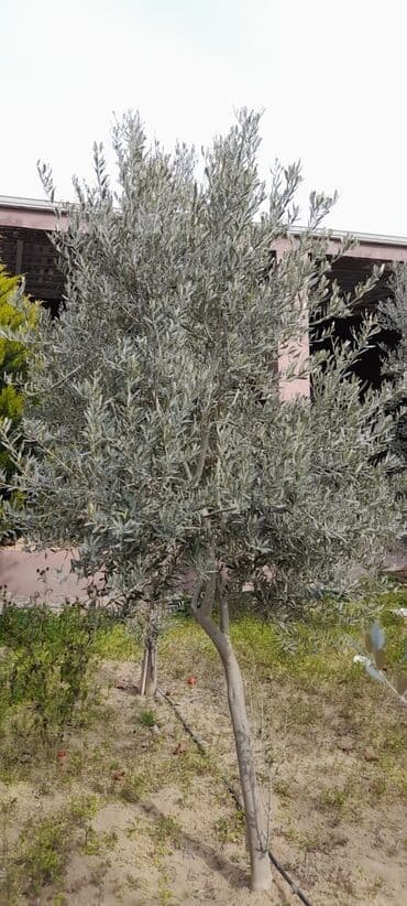 Türkiyə sortudur iri dənəli 4illik 3metr hündürlüyü çox alana endirim lalafo.az -da Türkiyə sortudur iri dənəli 4illik 3metr hündürlüyü çox alana endirim