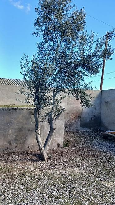 Zeytun ağacı – dekorativ və məhsuldar növ - Növ: Zeytun (Olea lalafo.az -da Zeytun ağacı – dekorativ və məhsuldar növ - Növ: Zeytun (Olea