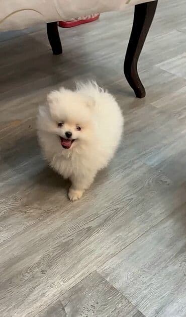 Şpitz, 2 ay, Erkek, Ödənişli çatdırılma, Ünvandan götürmə lalafo.az -da Şpitz, 2 ay, Erkek, Ödənişli çatdırılma, Ünvandan götürmə