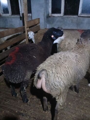 Erkək, il: 1, Ətlik, Pulsuz çatdırılma lalafo.az -da Erkək, il: 1, Ətlik, Pulsuz çatdırılma