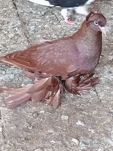 Cüt qırmızı lələylilər satılır cüt 130₼ lalafo.az -da Cüt qırmızı lələylilər satılır cüt 130₼