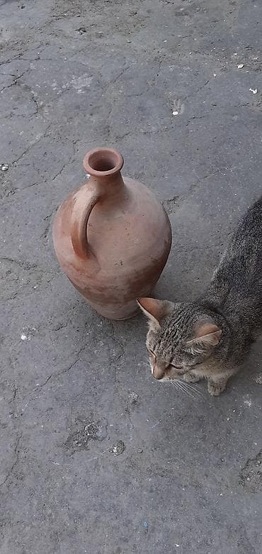 Rəng - Qəhvəyi, Keramika, 1, 2,5 bucket volume l, Azərbaycan lalafo.az -da Rəng - Qəhvəyi, Keramika, 1, 2,5 bucket volume l, Azərbaycan