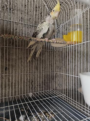 Korella tutuqusu Cütdüler 10 gün olar balaları yeme düşdü ayırdım indi lalafo.az -da Korella tutuqusu Cütdüler 10 gün olar balaları yeme düşdü ayırdım indi