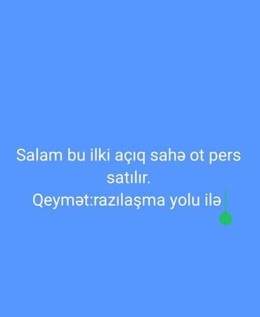 Təbiyi açıq sahə ot persi satılır lalafo.az -da Təbiyi açıq sahə ot persi satılır