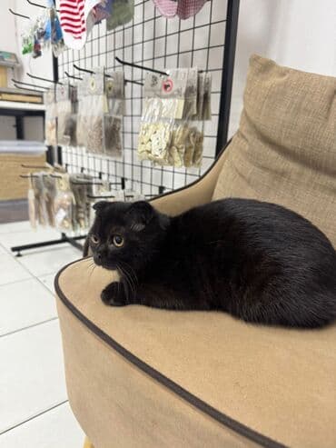 Cins: Scottish Fold qara Qum terbiyesi var her yemeyi yeyir cox lalafo.az -da Cins: Scottish Fold qara Qum terbiyesi var her yemeyi yeyir cox