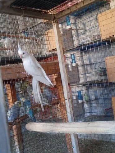 Yanaqsiz korella satilir 65 azn 3 ayliqdir lalafo.az -da Yanaqsiz korella satilir 65 azn 3 ayliqdir