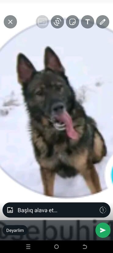 İtlər lalafo.az -da İtlər