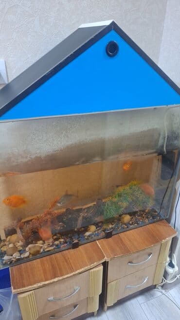 Akvaryum komplekti hersey daxil.Baliqlar iri Bahali baliqlardi 8-9eded lalafo.az -da Akvaryum komplekti hersey daxil.Baliqlar iri Bahali baliqlardi 8-9eded