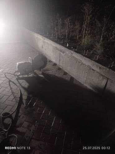 Beton işləri: Beton kəsmə beton deşmə xidməti Karot - HILTI DD 200 / 350 ilə 25 ° lalafo.az -da — 4 Beton işləri: Beton kəsmə beton deşmə xidməti Karot - HILTI DD 200 / 350 ilə 25 ° — 4