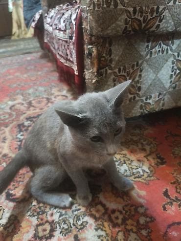 Boz rəngli ev pişiyi - Tük rəngi: vahid boz (açıq-boz çalarlarla) lalafo.az -da Boz rəngli ev pişiyi - Tük rəngi: vahid boz (açıq-boz çalarlarla)