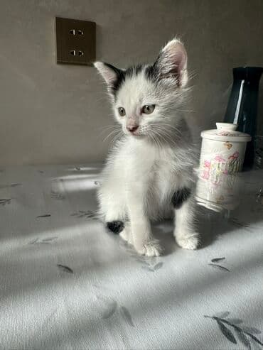 Yaxşı əllərə lalafo.az -da Yaxşı əllərə