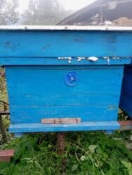 Salam arı yeşiyidir yaxşı veziyyetdedir 2 mertebelidir. 10 ededdir 1 lalafo.az -da Salam arı yeşiyidir yaxşı veziyyetdedir 2 mertebelidir. 10 ededdir 1