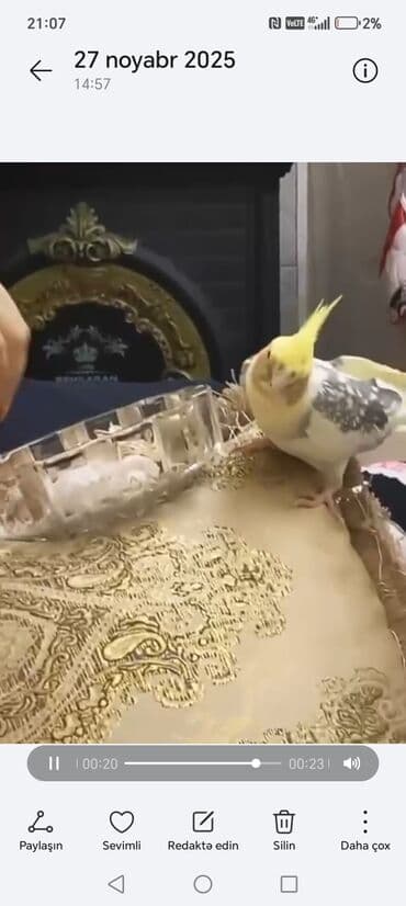 Adi Niki balacaliqdan özüm böyütmüşəm bir çox söz və mahni oxuyur lalafo.az -da Adi Niki balacaliqdan özüm böyütmüşəm bir çox söz və mahni oxuyur