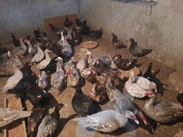 70 dənə cins ( Lavanda krasnadar, zümrüd ) və.s.damazlıq lal lalafo.az -da 70 dənə cins ( Lavanda krasnadar, zümrüd ) və.s.damazlıq lal