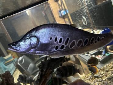 Yırtıcı, Ünvandan götürmə lalafo.az -da Yırtıcı, Ünvandan götürmə