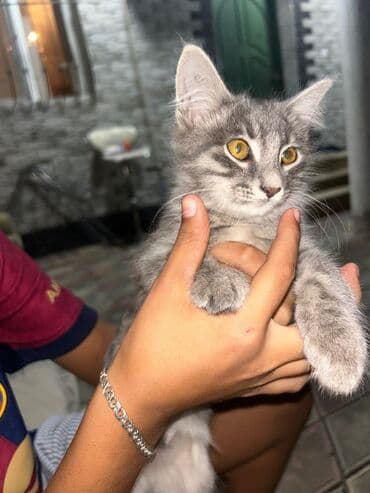 Sibir, Dişi, Yaxşı əllərə, Ödənişli çatdırılma lalafo.az -da Sibir, Dişi, Yaxşı əllərə, Ödənişli çatdırılma