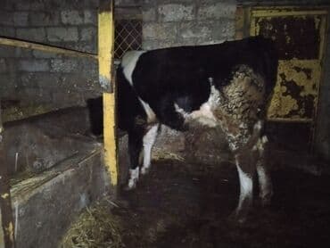 Dana, buzov, Erkək, ay: 1, 170 kq, Ətlik lalafo.az -da Dana, buzov, Erkək, ay: 1, 170 kq, Ətlik