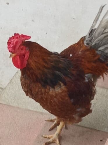 Xoruz, Ağdam, il: 1, Ünvandan götürmə, Pulsuz çatdırılma lalafo.az -da Xoruz, Ağdam, il: 1, Ünvandan götürmə, Pulsuz çatdırılma