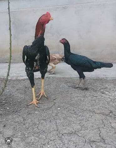 Heyratı fərərlər super cinsdl sadecə olarax bacı qardaş olduxları ücün lalafo.az -da Heyratı fərərlər super cinsdl sadecə olarax bacı qardaş olduxları ücün