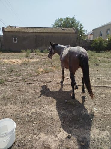 Dişi, il: 5, Ünvandan götürmə lalafo.az -da Dişi, il: 5, Ünvandan götürmə