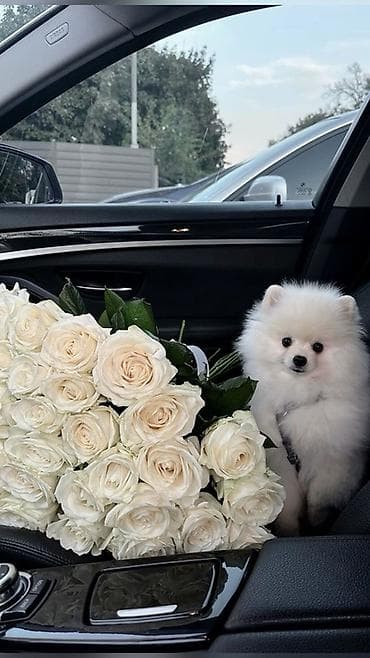 Şpitz, 3 ay, Erkek, Peyvəndli lalafo.az -da Şpitz, 3 ay, Erkek, Peyvəndli