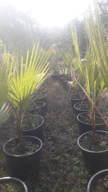 Bitki dərmanları: Piramida,Arizona konos pixtda,limoni yolkaleylandra,v.s yolkalar lalafo.az -da — 7 Bitki dərmanları: Piramida,Arizona konos pixtda,limoni yolkaleylandra,v.s yolkalar — 7