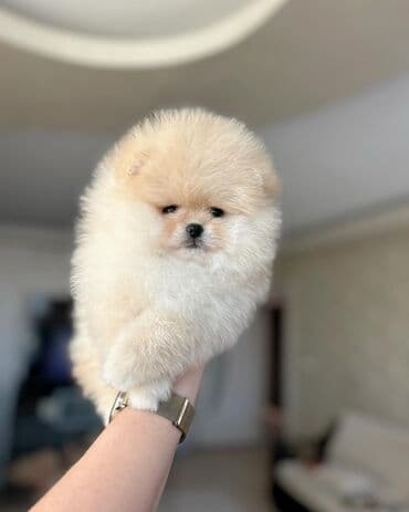 Şpitz, 2 ay, Erkek lalafo.az -da Şpitz, 2 ay, Erkek