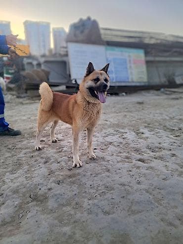 Akita-inu lalafo.az -da Akita-inu