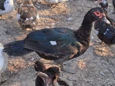 Варенье: Lal ördəklər satılır qiymət saya və cinsinə görə dəyişir at lalafo.az — 16 Варенье: Lal ördəklər satılır qiymət saya və cinsinə görə dəyişir — 16