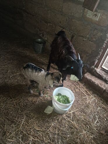 9 aylıq cins cavan keçi,3 həftəlik balası var lalafo.az -da 9 aylıq cins cavan keçi,3 həftəlik balası var