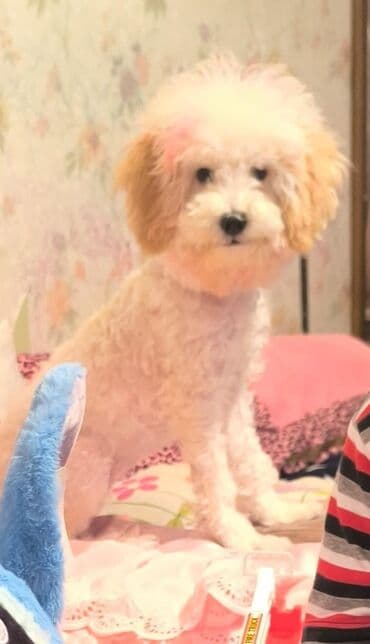 Pudel, 9 ay lalafo.az -da Pudel, 9 ay