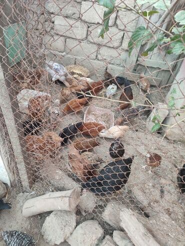 2-3-4 aylıq cucelerdi.vaksinleri olub lasota çiçək vaksini.vitaminleri lalafo.az -da 2-3-4 aylıq cucelerdi.vaksinleri olub lasota çiçək vaksini.vitaminleri