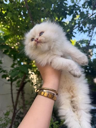 Yumşaq tüklü, ağ rəngə yaxın balaca pişik balası. - Uzun və sıx at lalafo.az Yumşaq tüklü, ağ rəngə yaxın balaca pişik balası. - Uzun və sıx