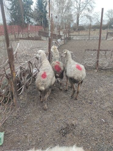 Satış üçün qoyunlar - Növ: yerli qarabaş/qarışıq ət-yun istiqamətli lalafo.az -da Satış üçün qoyunlar - Növ: yerli qarabaş/qarışıq ət-yun istiqamətli