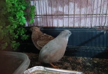 Çin bildirçini cütü satılır erkek dişi cütü 50 m lalafo.az -da Çin bildirçini cütü satılır erkek dişi cütü 50 m